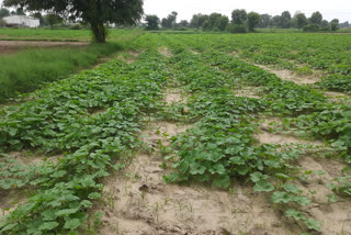 Cultivation in Patan