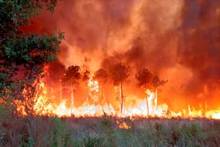 portugal Wildfire