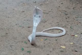 शिवमोग्गा में मिला दुर्लभ सफेद कोबरा