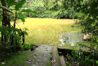 water source destruction in Ernakulam  kolanchery thonnikka thanikkamattam chira destruction in Ernakulam  kolanchery thonnikka thanikkamattam chira  ente kulam Ernakulam programme  എന്‍റെ കുളം എറണാകുളം പദ്ധതി  കോലഞ്ചേരി തോന്നിക്ക താണിക്കാമറ്റം ചിറ നവീകരണം  എറണാകുളം ജലസ്രോതസ്സുകൾ  കോലഞ്ചേരി തോന്നിക്ക താണിക്കാമറ്റം നവീകരണ പ്രവർത്തനങ്ങൾ