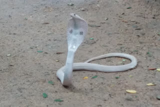 Rare White Cobra