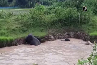 Six elephants stranded in muddy pond rescued  കുളത്തില്‍ വീണ ആറ് കാട്ടാനകളെ വനംവകുപ്പ് രക്ഷിച്ചു  ആറ് കാട്ടാനകളെ വനംവകുപ്പ് രക്ഷിച്ചു