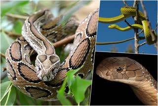 ലോക പാമ്പ് ദിനം  Five deadliest snakes  deadliest snakes  World Snake Day  മാരക വിഷ പാമ്പുകളെ സൂക്ഷിക്കണം  പാമ്പുകള്‍ പല തരത്തിലുണ്ട്  ബ്ലാക്ക് മാംബ  രാജവെമ്പാല  ഫെർ ഡി ലാൻസ്  ബൂംസ്ലാംഗ്‌  റസല്‍സ് വൈപ്പര്‍