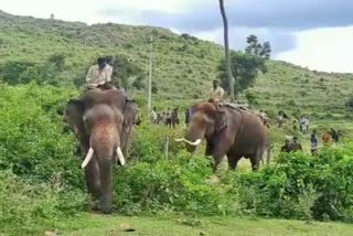 operation-of-elephant-in-ponnachi-village-of-chamarajanagar