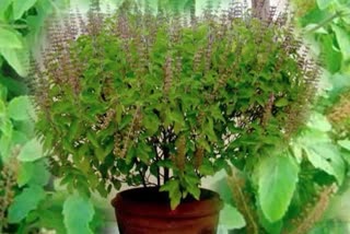 importance-of-tulsi-in-vastu-shastra