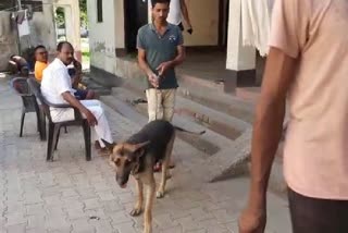 German Shepherd dog locked in Buxar