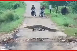 A video of a giant crocodile crossing the road in Vadodara went viral  Vadodara giant crocodile crossing road  ഗുജറാത്തിലെ റോഡില്‍ ഭീമന്‍ മുതല  ഭീമന്‍ മുതല ഇറങ്ങി വീണ്ടും ഭീതിയിലാണ്ട് വഡോദരയിലെ ഗ്രാമം