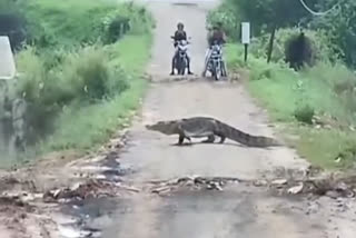 giant crocodile crossing road in Vadodara