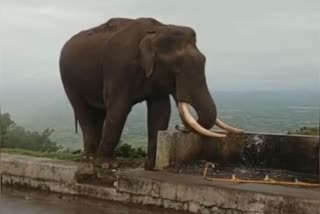 elephant that drank water from the tap during the rain