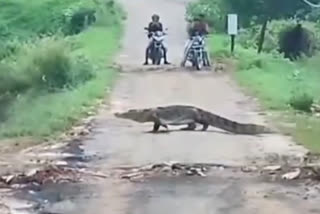 A video of a giant crocodile crossing the road in Vadodara went viral