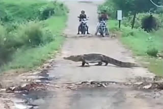 crocodile crossing the road