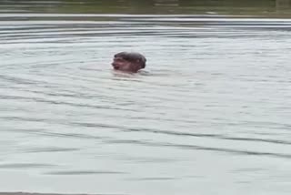 odl aged person swimming in river