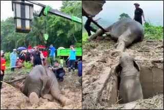 Baby Elephant Saved, Baby Elephant Saved in Thailand, Thailand Baby Elephant Saved video tweeted by IPS officer, Baby Elephant Saved video tweeted by IPS Swati Lakra, Telangana IPS Swati Lakra news, ಮರಿ ಆನೆ ರಕ್ಷಣೆ, ಥೈಲ್ಯಾಂಡ್‌ನಲ್ಲಿ ಮರಿ ಆನೆ ರಕ್ಷಣೆ, ಥೈಲ್ಯಾಂಡ್ ಮರಿ ಆನೆ ರಕ್ಷಣೆ ವಿಡಿಯೋ ಟ್ವೀಟ್​ ಮಾಡಿದ ಐಪಿಎಸ್ ಅಧಿಕಾರಿ, ಮರಿ ಆನೆ ಉಳಿಸಿದ ವಿಡಿಯೋ ಟ್ವೀಟ್​ ಮಾಡಿದ ಐಪಿಎಸ್ ಸ್ವಾತಿ ಲಾಕ್ರಾ, ತೆಲಂಗಾಣ ಐಪಿಎಸ್ ಸ್ವಾತಿ ಲಾಕ್ರಾ ಸುದ್ದಿ,