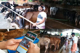 IT employee with success story in high tech cow farming  high tech cow farming in kannur  IT employee cow farming  ജിജീഷ് ഹൈടെക്ക് പശു വളർത്തൽ ഫാം  ഹൈടെക്ക് പശു വളർത്തൽ ഐടി ജീവനക്കാരൻ