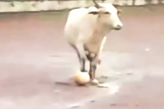 Video of cow playing football goes viral