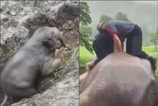 elephant falls in hole