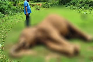 elephant-body-found-in-khunti-forest