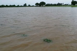 Godavari flood level recedes gradually in Telangana