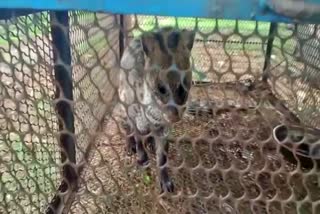 Civet cat found in Athani