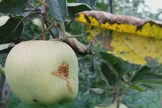 Fungal Disease Hits Kashmir Apple Orchards
