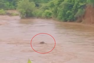 Baby Elephant Drowned In River: