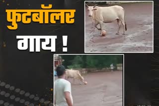 Video of cow playing football goes viral