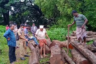 കാർഷിക ഗവേഷണ കേന്ദ്രത്തിലെ മരംമുറി  പിലിക്കോട് കാർഷിക ഗവേഷണ കേന്ദ്രം മരംമുറി വിവാദം  ഗവേഷണ കേന്ദ്രത്തിലെ മരംമുറിച്ചു കടത്തി  കാർഷിക ഗവേഷണ കേന്ദ്രം മരംമുറി വനംവകുപ്പ് കേസ്  tree felling at agriculture research centre  kasaragod tree felling  pilicode agricultural research centre tree felling