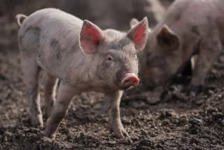 ആഫ്രിക്കന്‍ പന്നിപ്പനി  Strong resistance to African swine fever  swine fever in india  The Department of Animal Husbandry has strengthened African swine fever prevention measures  The Department of Animal Husbandry  മൃഗസംരക്ഷണ വകുപ്പ്  ആഫ്രിക്കന്‍ പന്നിപ്പനി പ്രതിരോധ നടപടികള്‍  പന്നിപ്പനി  ആഫ്രിക്കന്‍ പന്നിപ്പനിക്കെതിരെ കടുത്ത പ്രതിരോധം