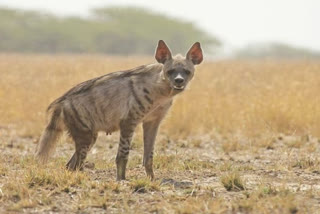 Hyena attack a woman