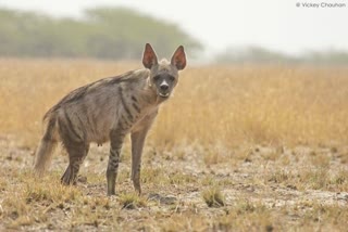 Hyena attacks woman sabarkantha