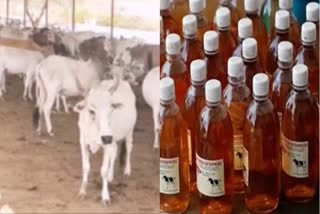 Chhattisgarh government buy cow urine