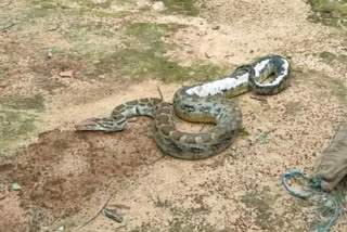 python in Lohardaga