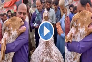 Video of goat crying while being sold by owner goes viral