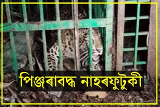 Leopard caged in Golaghat