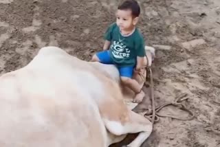 Cow And Child Bond of unconditional love Viral Video