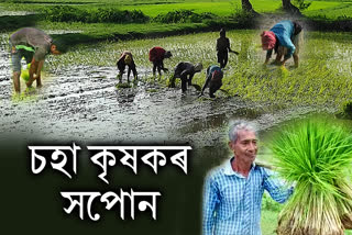 Farmers busy in paddy fields