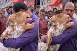 Video of goat crying while being sold by owner goes viral  goat crying viral video  goat crying  social media viral video  goat cry video  വില്‍ക്കാനെത്തിച്ച ആട്  ഉടമയുടെ തോളില്‍ ചാഞ്ഞ് ഏങ്ങിക്കരഞ്ഞ് വില്‍ക്കാനെത്തിച്ച ആട്  ഉടമയുടെ തോളില്‍ ചാഞ്ഞ് കരയുന്ന ആട്