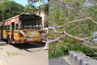 சென்னை மாநகர பேருந்து மீது மரம் விழுந்ததால் பரபரப்பு