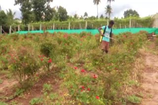 Pest infestation of grown crop for Cloudy weather in Chikkaballapur