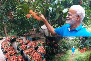 Rambutan farming  Rambutan farming in kasargod  കാസർകോട്ടെ റമ്പുട്ടാൻ കൃഷി  ചൗട്ട കുടുംബത്തിൻ്റെ റമ്പുട്ടാൻ തോട്ടം  മഞ്ചേശ്വരത്തെ മിയാപ്പദവിലെ റമ്പുട്ടാൻ തോട്ടം