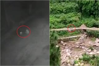 leopard attack on dog  Video captured in CCTV  attack on dog in Haridwar