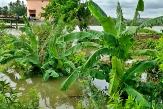 banana-crop-destroyed-in-gangavati-due-to-floods-in-tungabhadra-river