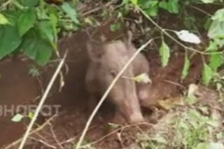 Wild boar trapped in a stormwater drain shot dead by forest officials