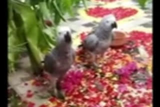 K'taka family announces reward of Rs 50K for finding missing parrot