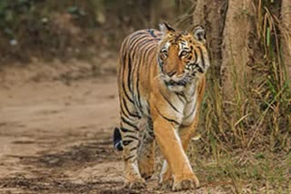 Tiger Hunted 40 People in 20 years in Uttarakhand