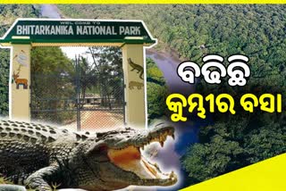 କୁମ୍ଭୀର ବସା ଚିହ୍ନଟ ପ୍ରକ୍ରିୟା ଶେଷ, ଗତବର୍ଷ ତୁଳନାରେ ବଢିଛି ୩୮ଟି ବସା