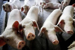 Over 40,000 pigs died of African Swine Fever in Assam since early 2020