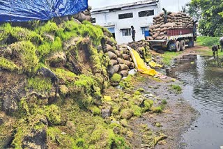 Wet Paddy in Rice mills