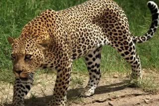 Leopard dies in Satpura Tiger Reserve