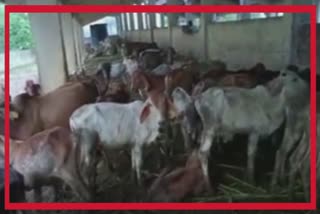 ગાયોના મૃત્યુ અંગે AAPએ ભાજપને લીધી આડેહાથ, કર્યા ગંભીર આક્ષેપ ભાજપને લીધી આડેહાથ, કર્યા ગંભીર આક્ષેપ